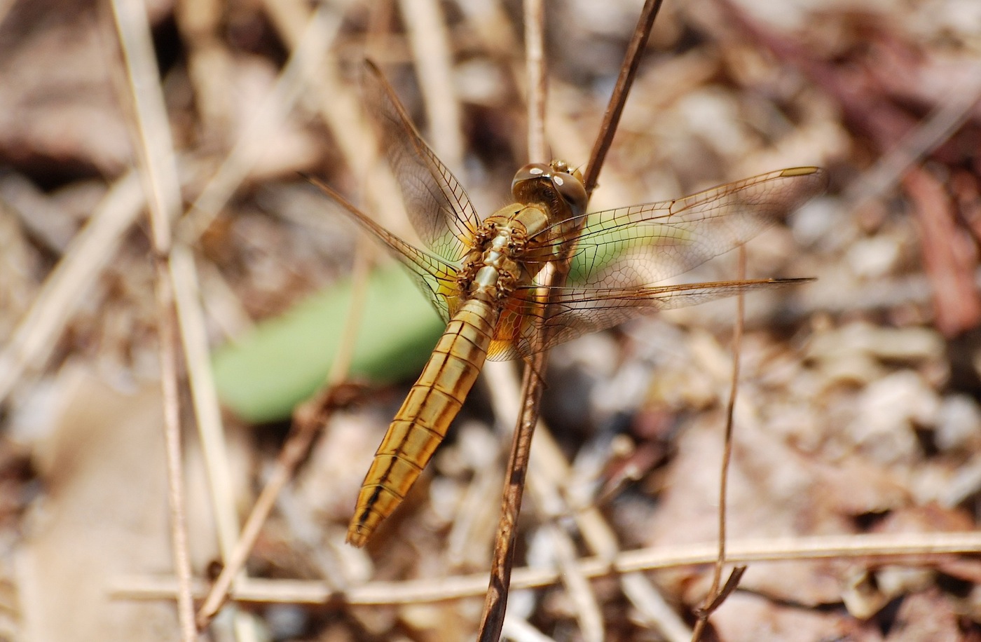 Identificazione 9 - Crocothemis erythraea